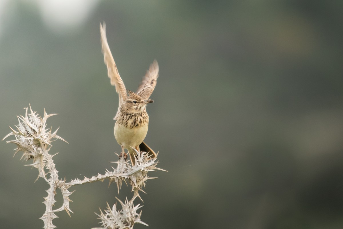 Crested Lark - ML527670791