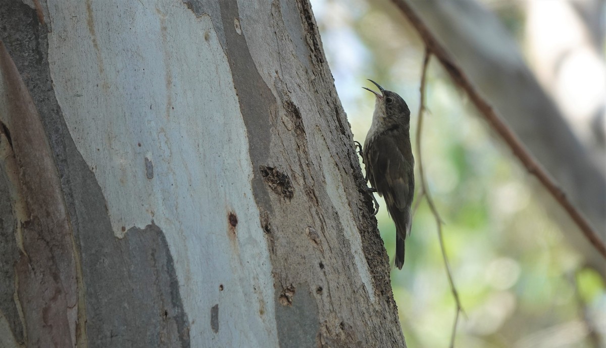 White-throated Treecreeper - ML527671071