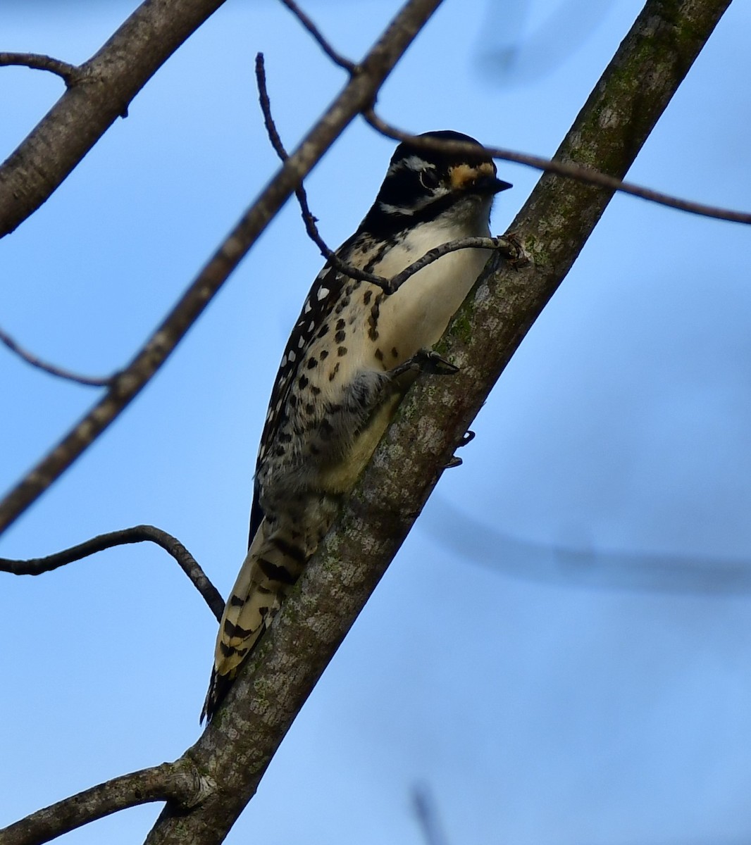 Downy Woodpecker - ML527671861