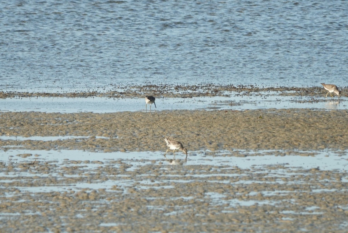 Short-billed Dowitcher - ML527671941