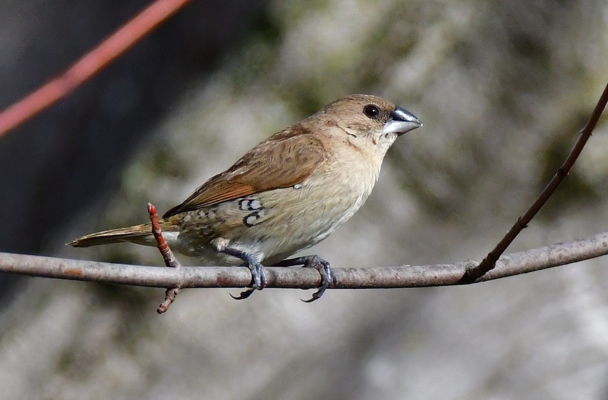 Scaly-breasted Munia - Eric Jones