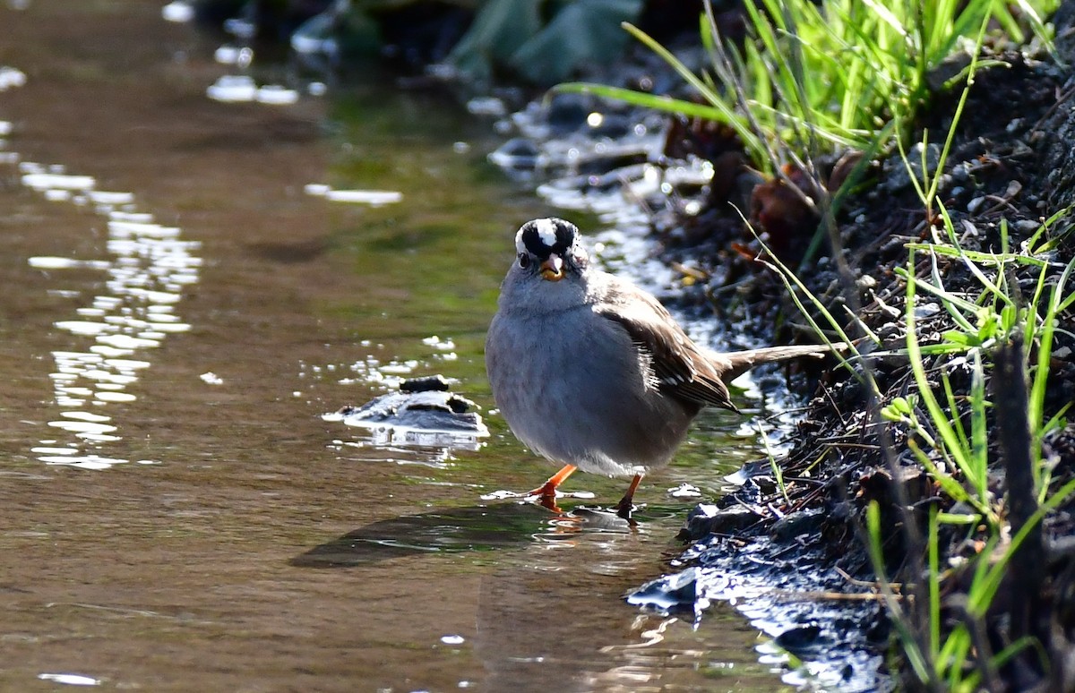 White-crowned Sparrow - Eric Jones