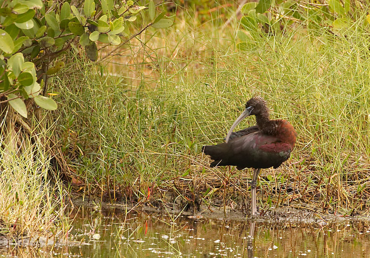 Glossy Ibis - ML527672841