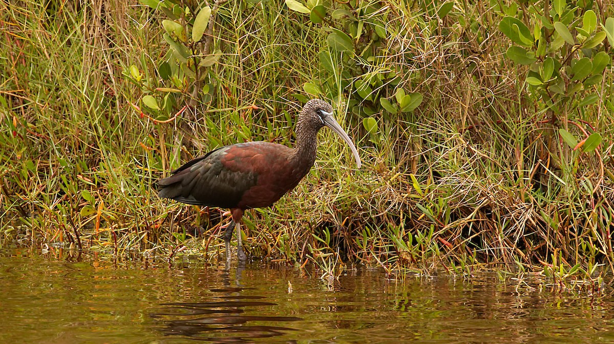 Glossy Ibis - ML527672851