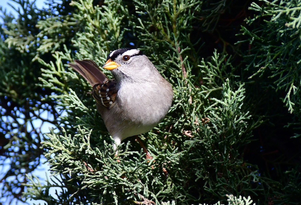 White-crowned Sparrow - Eric Jones
