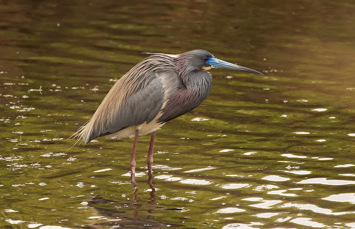 Tricolored Heron - ML527673031