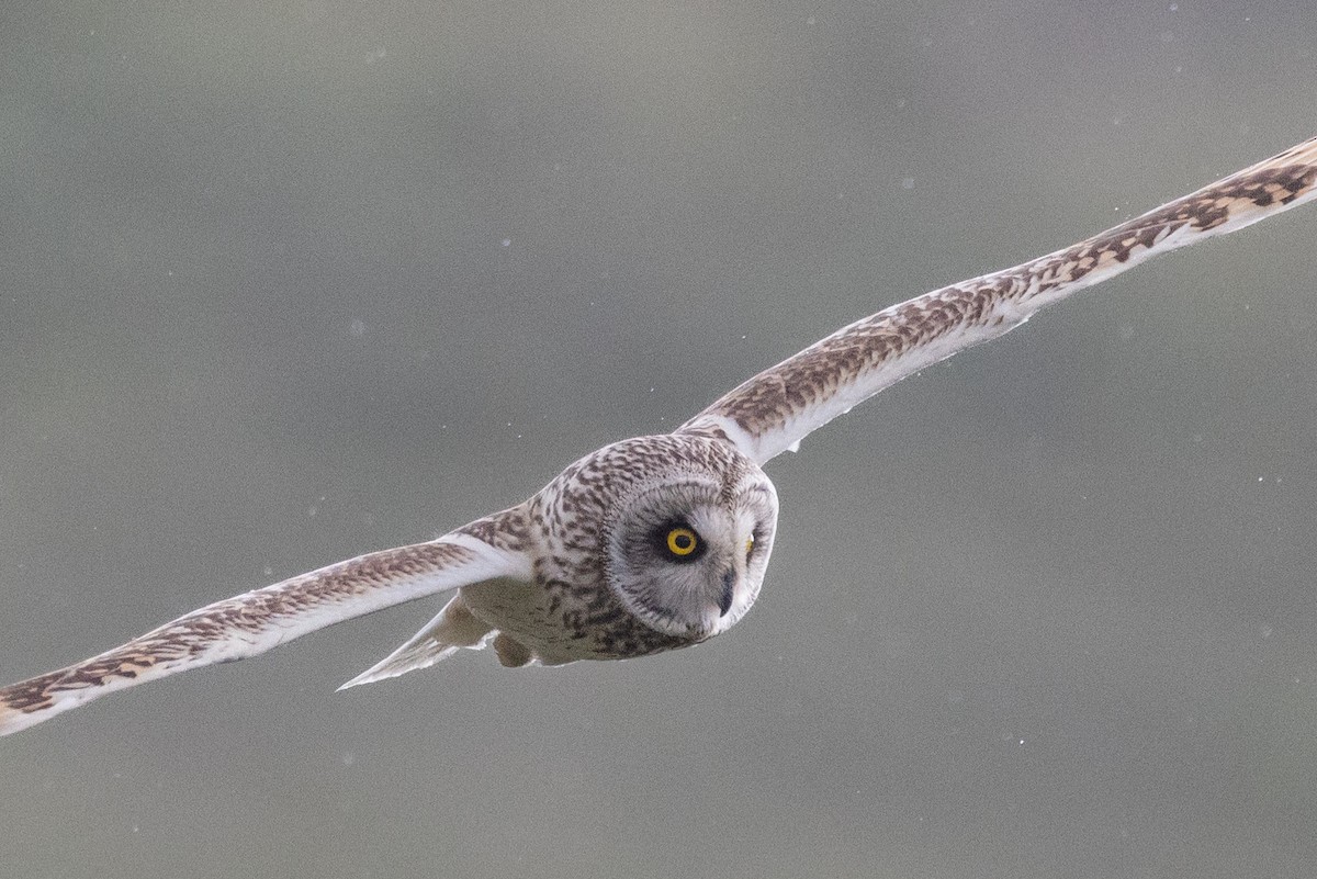 Short-eared Owl - Lutz Duerselen
