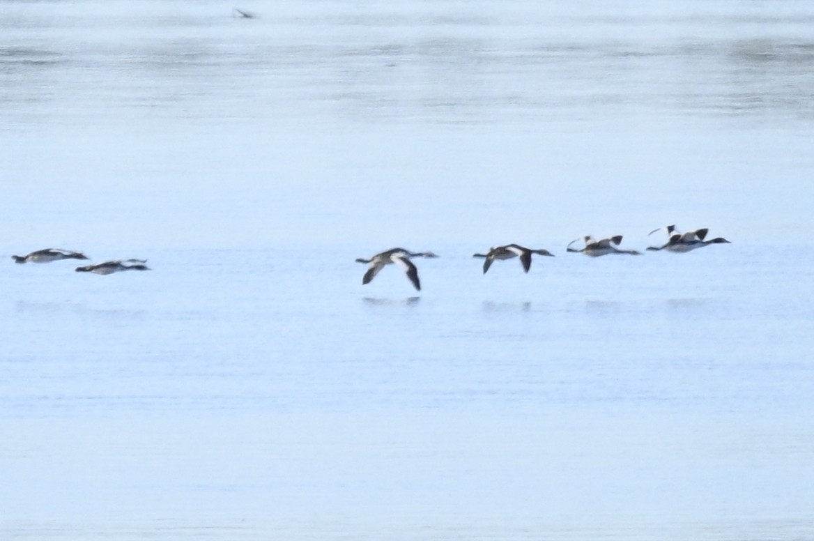 Great Crested Grebe - ML527674861