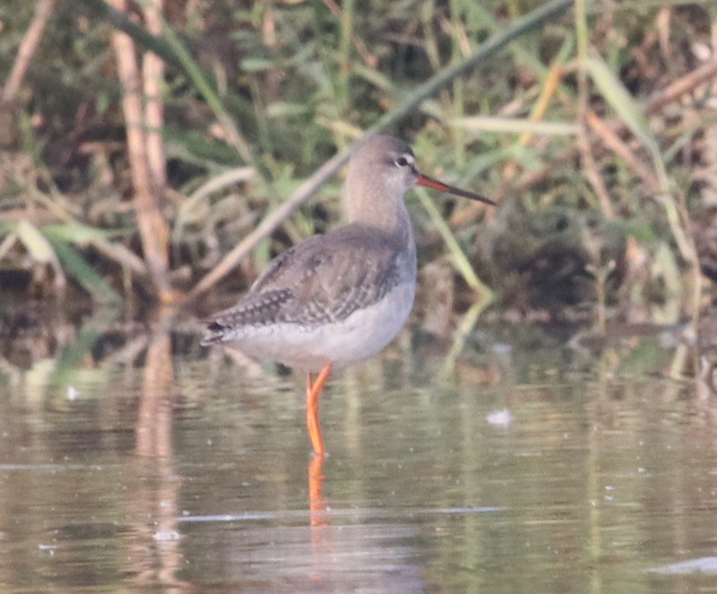 Spotted Redshank - ML527675181