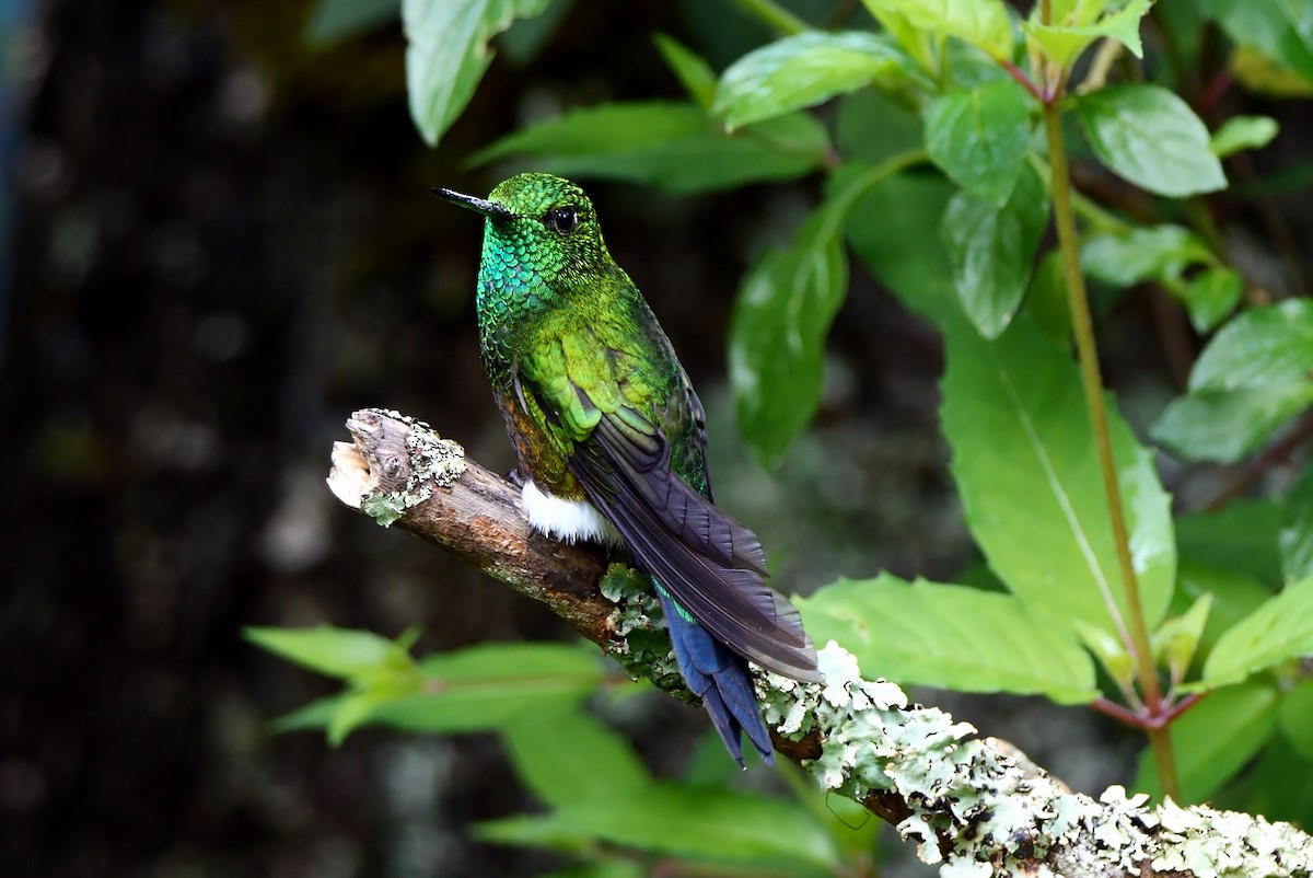 Coppery-bellied Puffleg - Josep del Hoyo