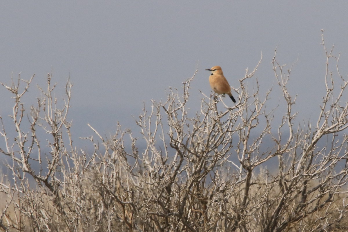 Iranian Ground-Jay - ML527680761