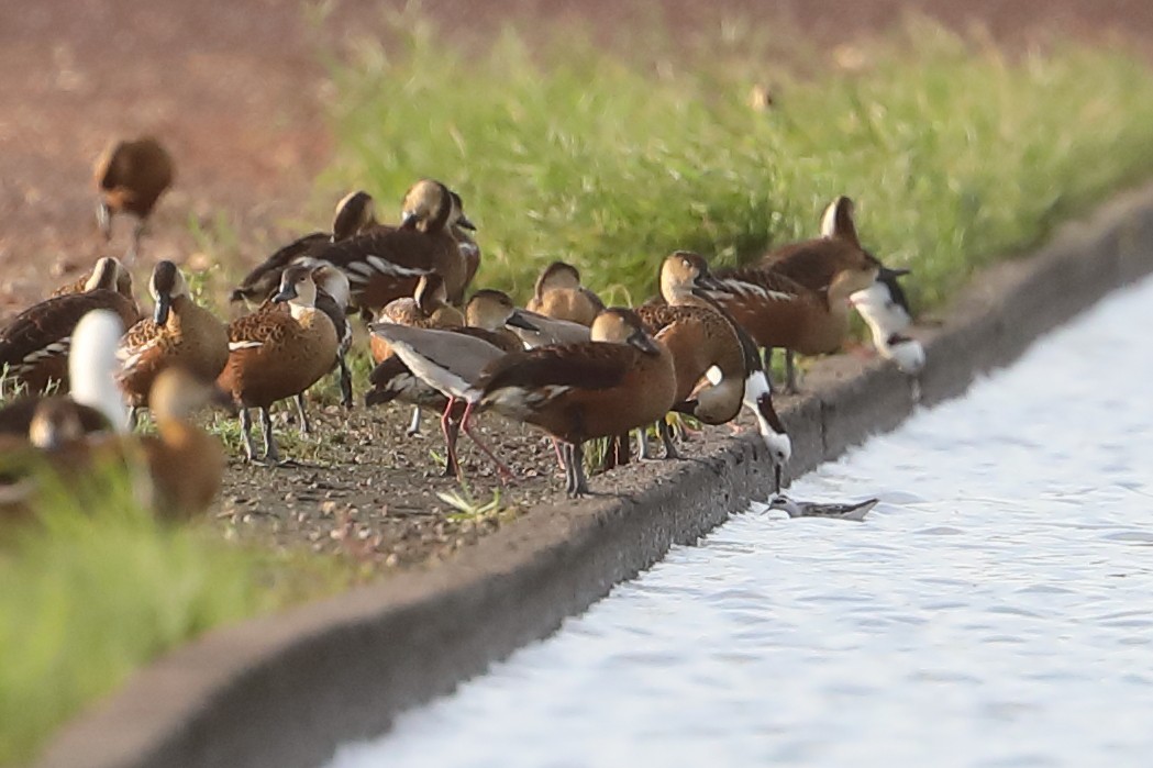 Red-necked Phalarope - ML527683901