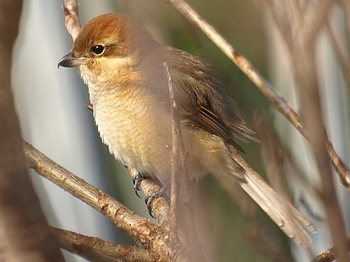 Bull-headed Shrike - ML527684801