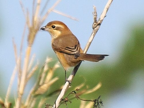 Bull-headed Shrike - ML527684841