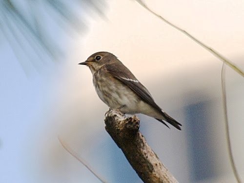 Gray-streaked Flycatcher - ML527684981