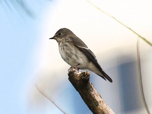 Gray-streaked Flycatcher - ML527685051