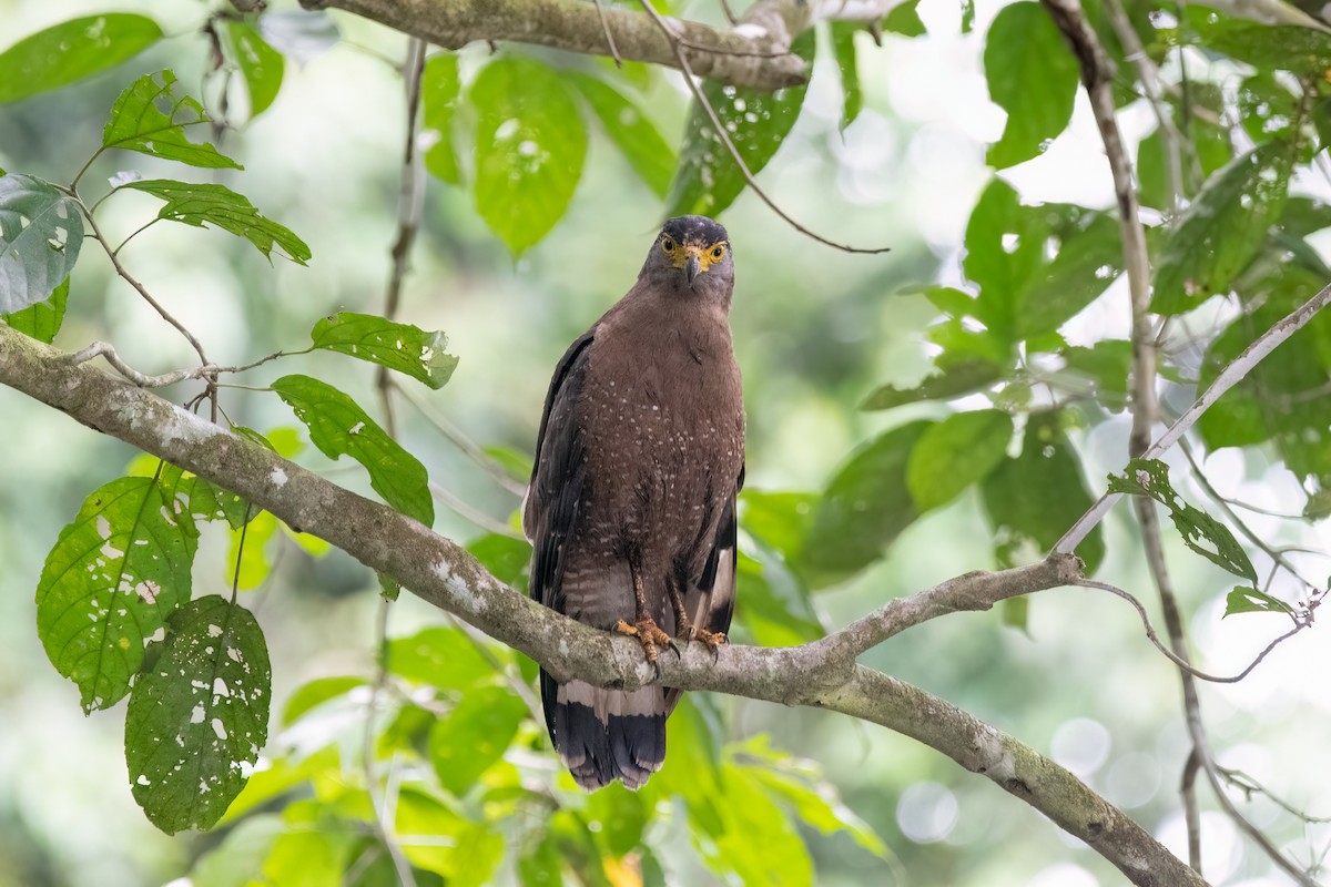 Crested Serpent-Eagle - Andy Tonge