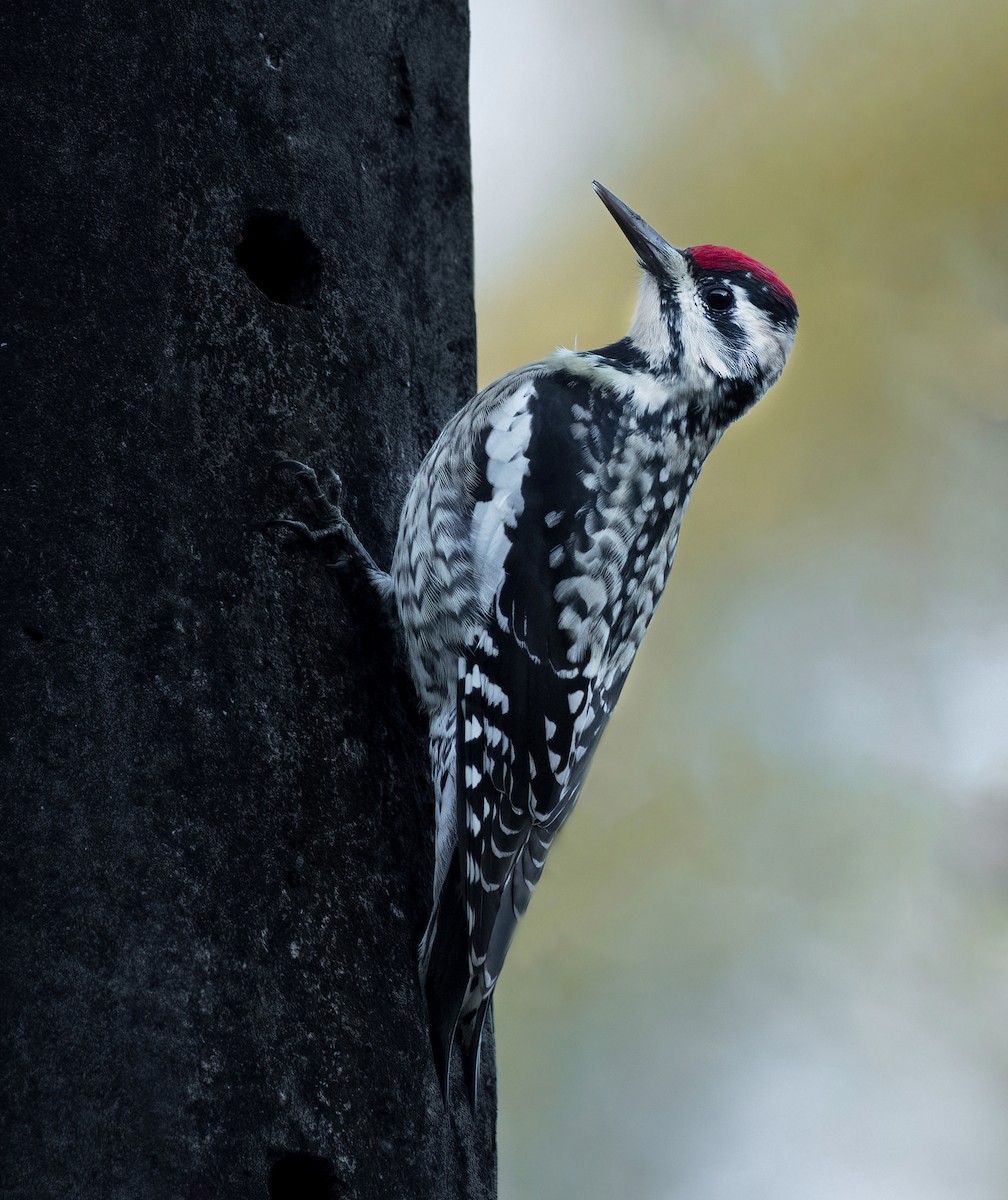 Yellow-bellied Sapsucker - ML527688981