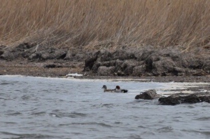 American Wigeon - ML52768901