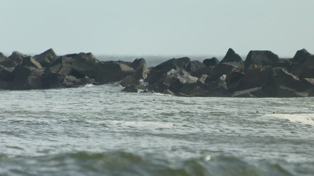 Harlequin Duck - ML527689071