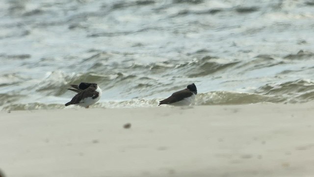 American Oystercatcher - ML527689271