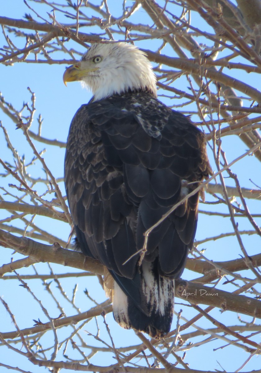 Bald Eagle - April Adams