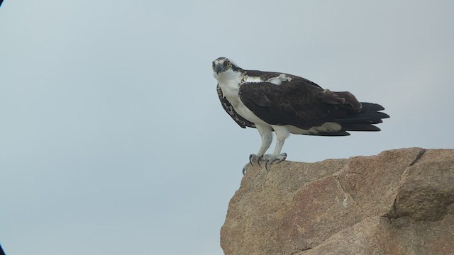 Osprey (carolinensis) - ML527690861