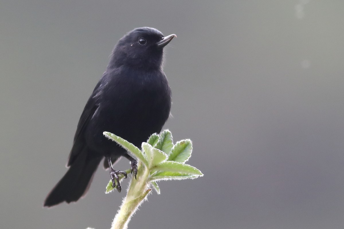 Black Flowerpiercer - ML52769171