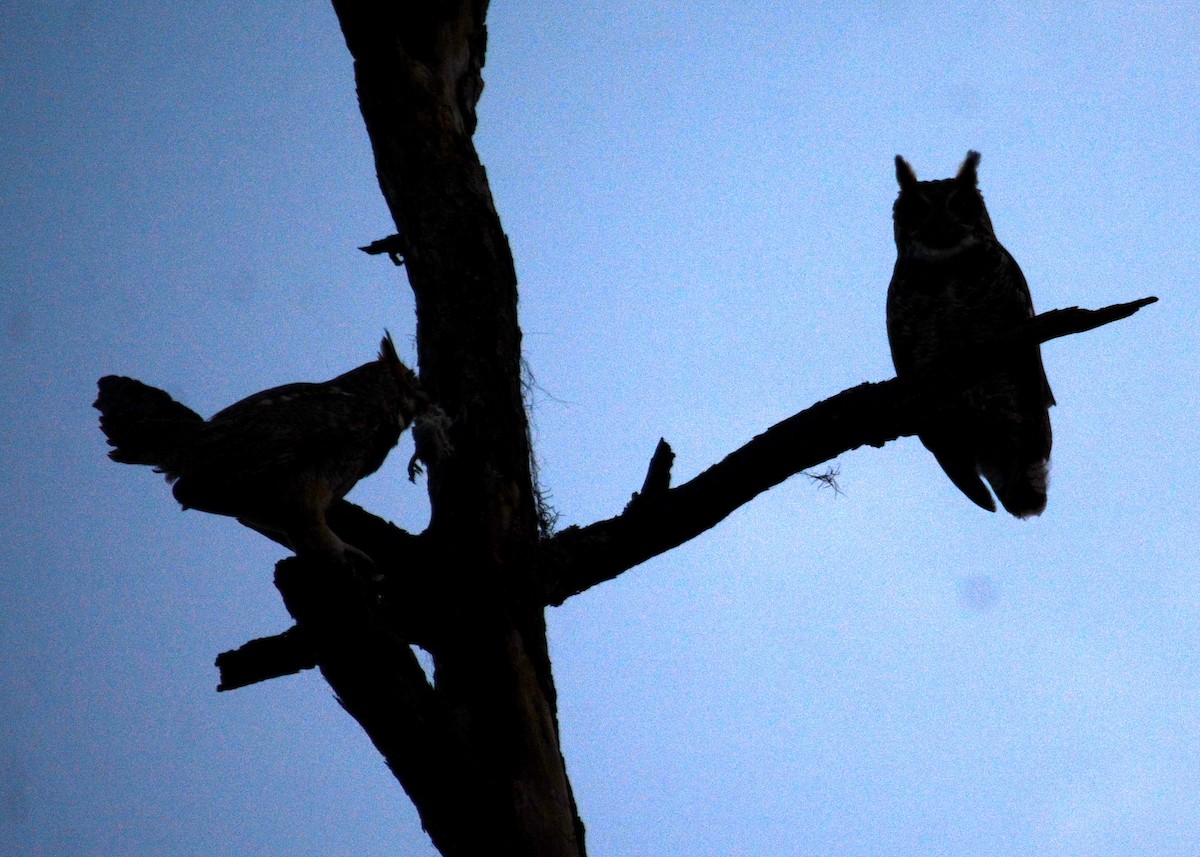 Great Horned Owl - ML527692401