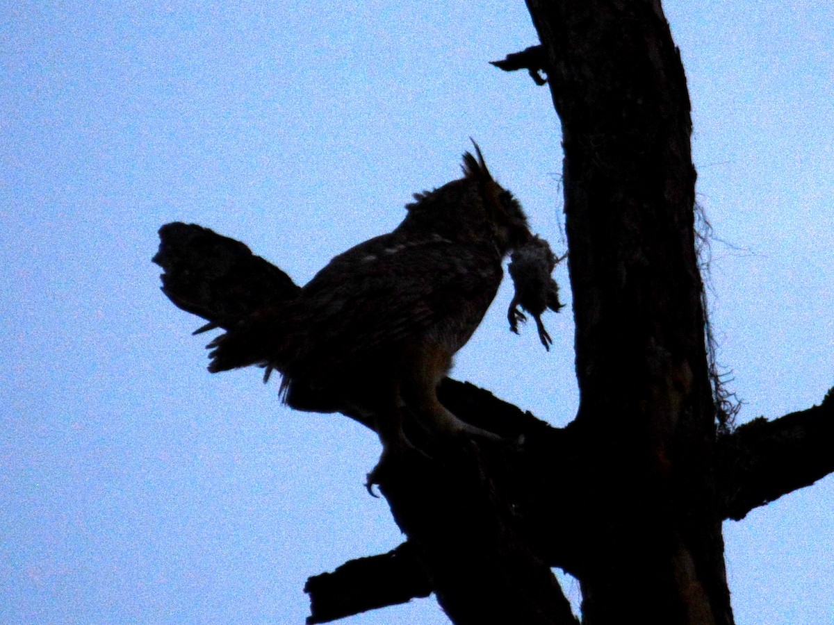 Great Horned Owl - ML527692411