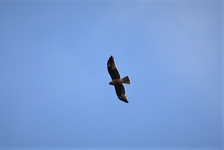 Австралийский орёл-карлик - ML527692481