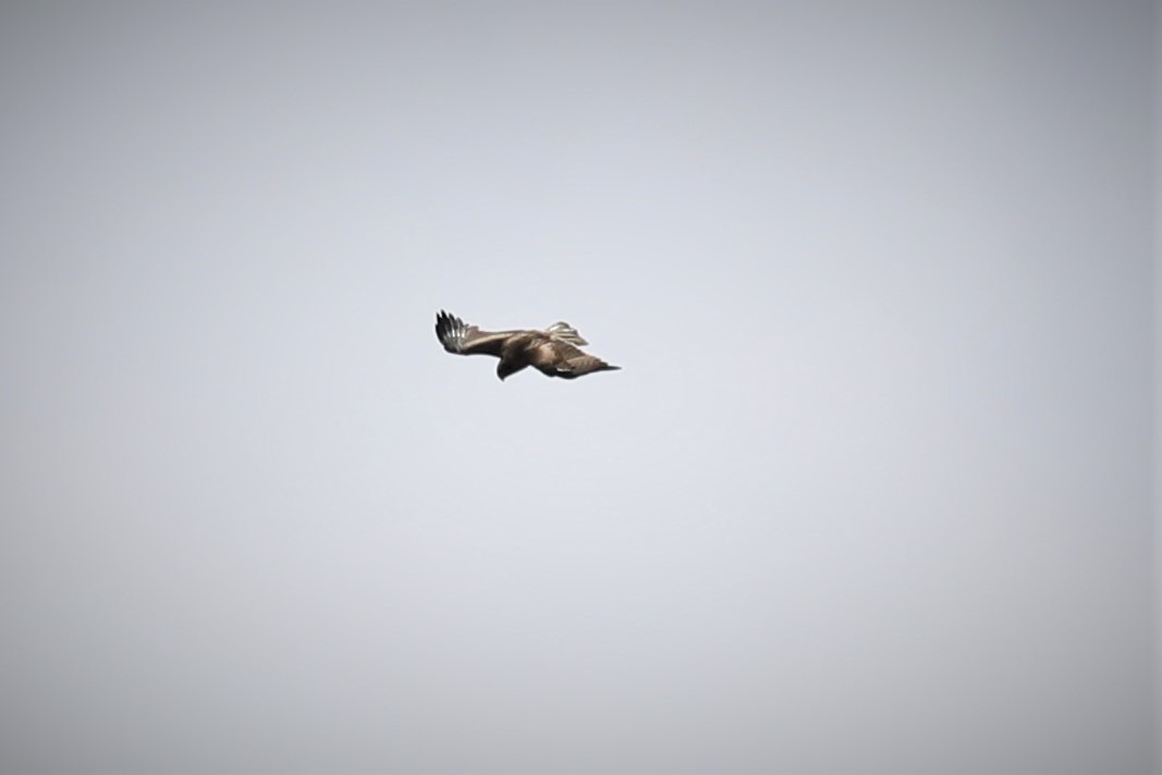 Австралийский орёл-карлик - ML527692491