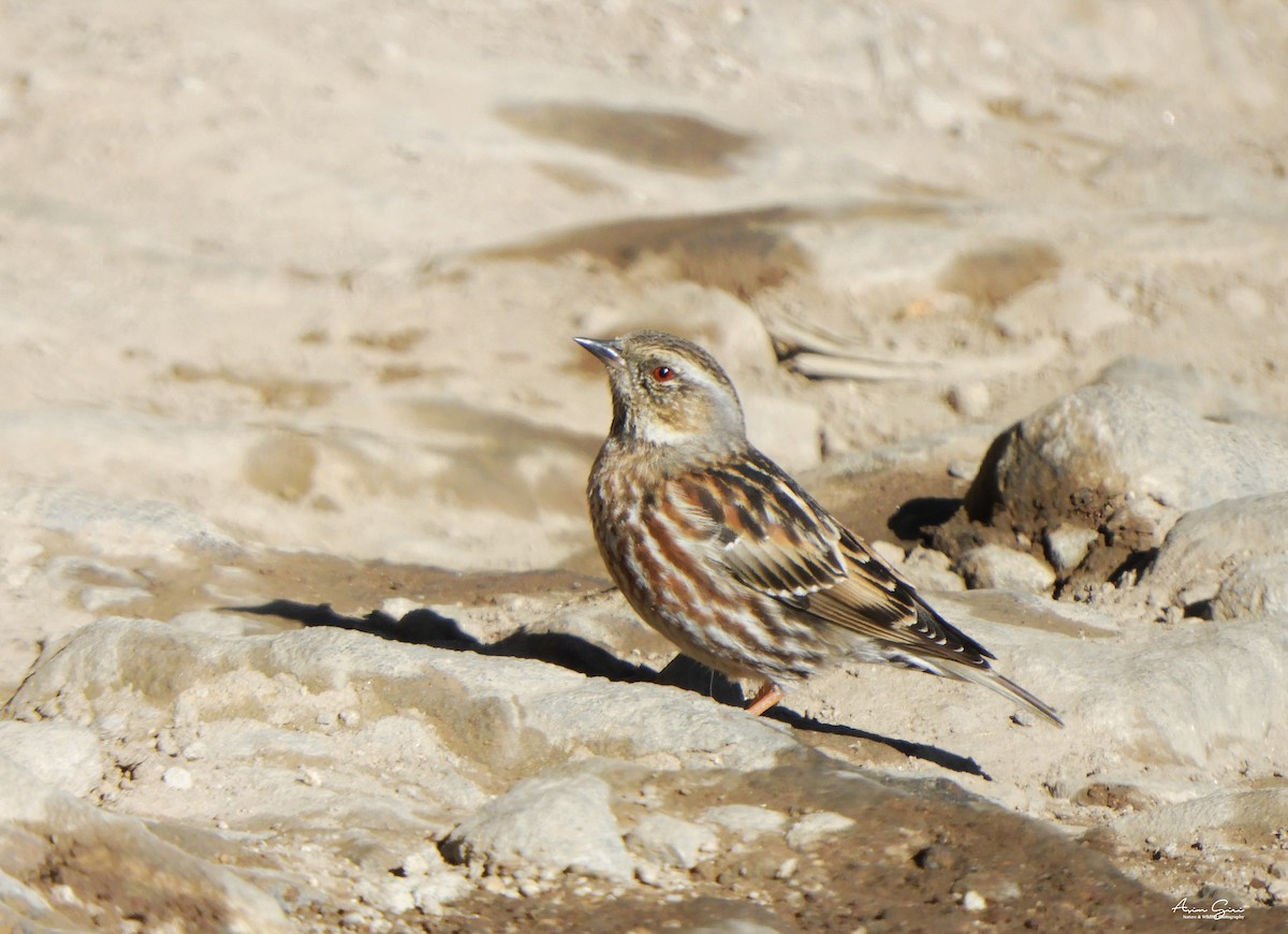 Altai Accentor - Asim Giri