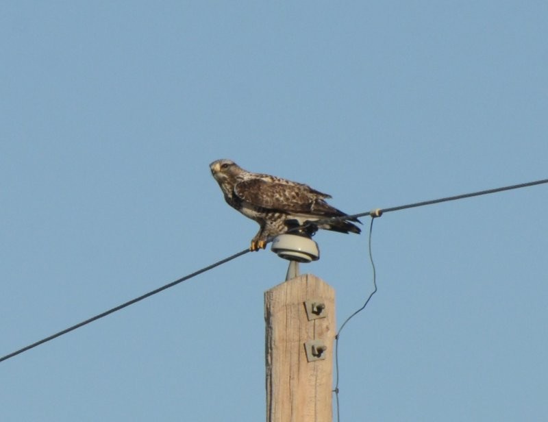 Rough-legged Hawk - Adam Wood