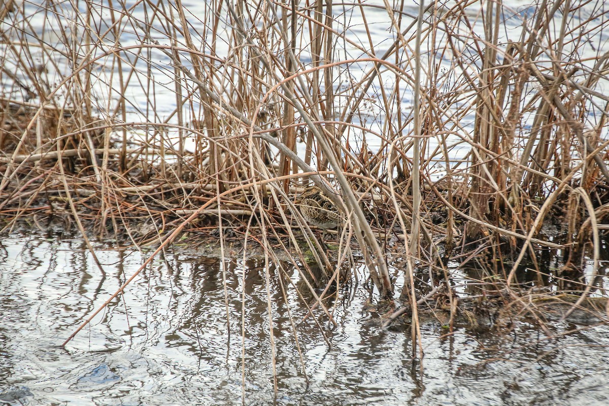 Wilson's Snipe - ML527693701