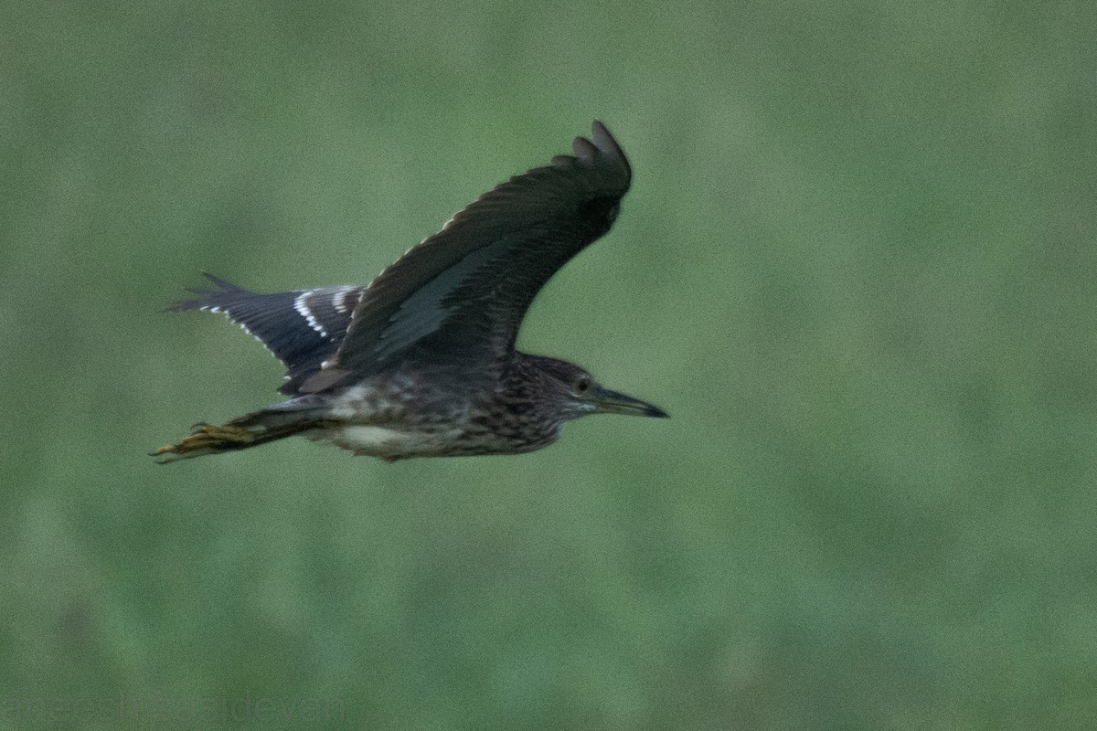 Black-crowned Night Heron - ML527694021