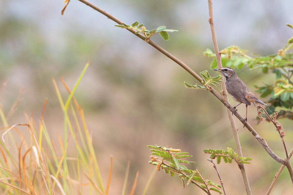 Bluethroat (Red-spotted) - ML527694921