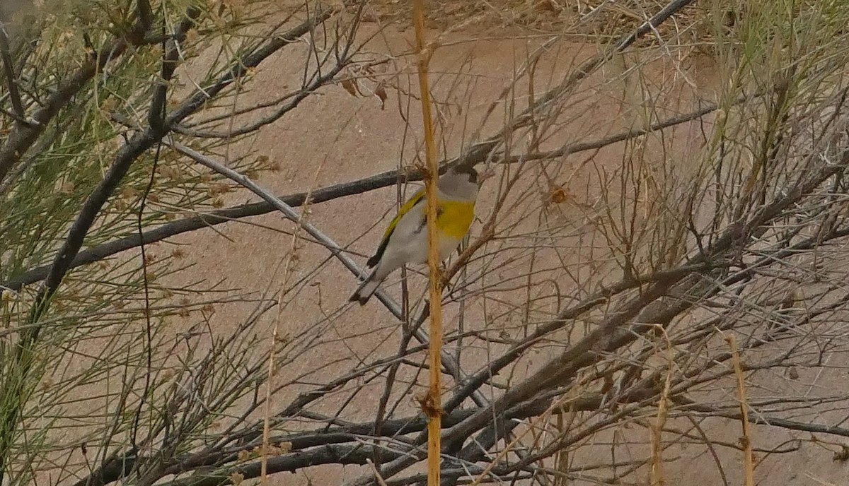 Lawrence's Goldfinch - ML527695921