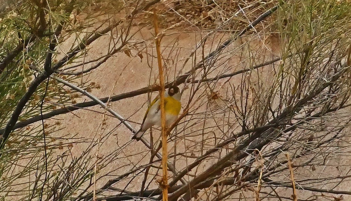 Lawrence's Goldfinch - ML527695961