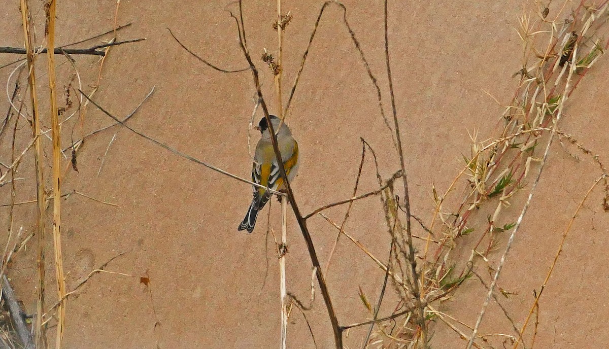 Lawrence's Goldfinch - ML527696011