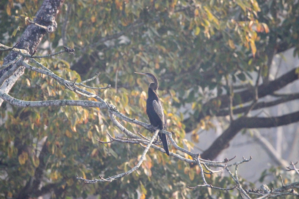 Oriental Darter - ML527697981