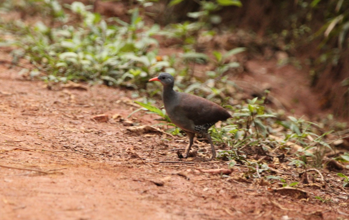 Tataupa Tinamou - ML527698581