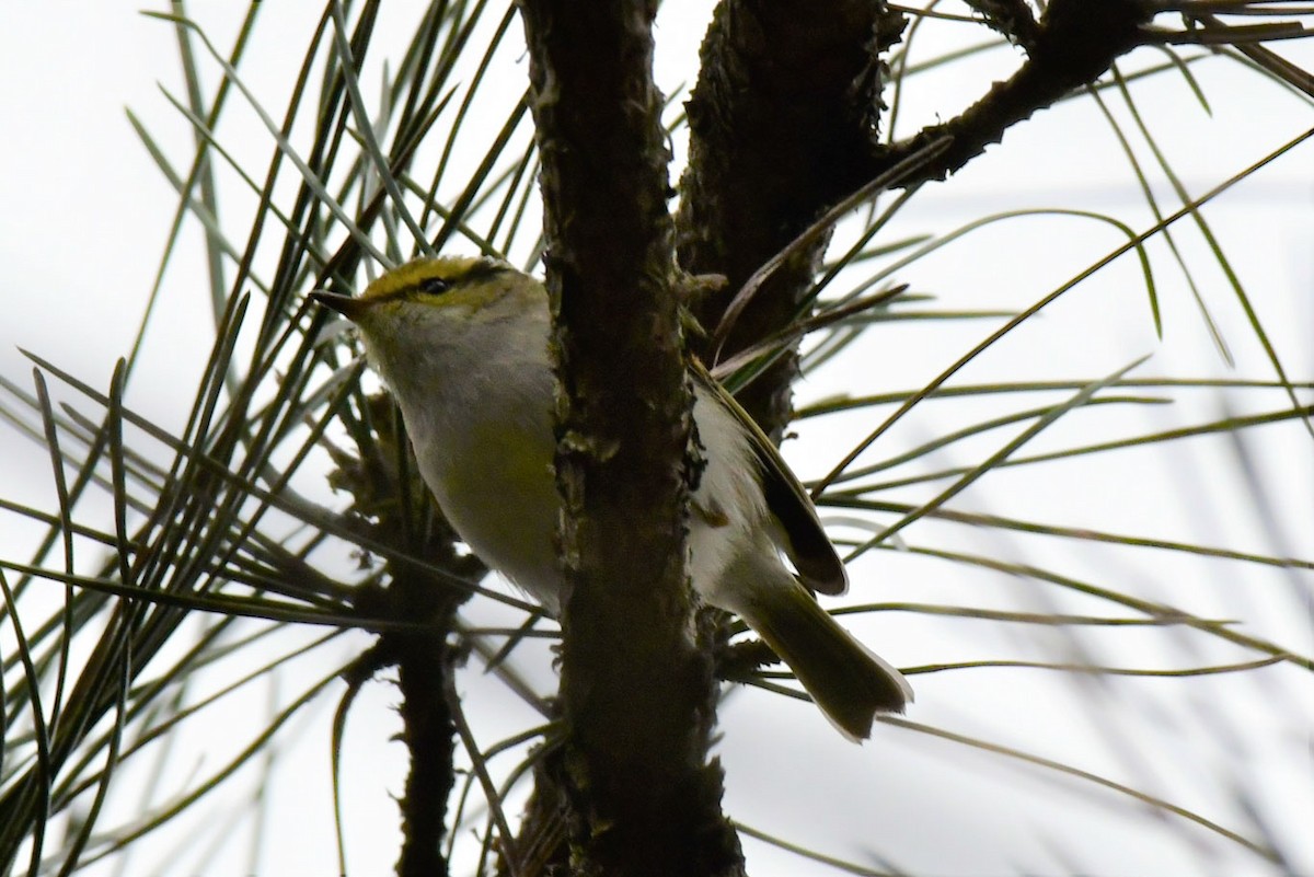 Pallas's Leaf Warbler - ML527698801