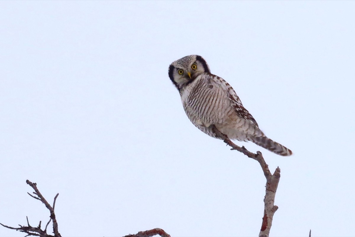 Northern Hawk Owl - ML527698951