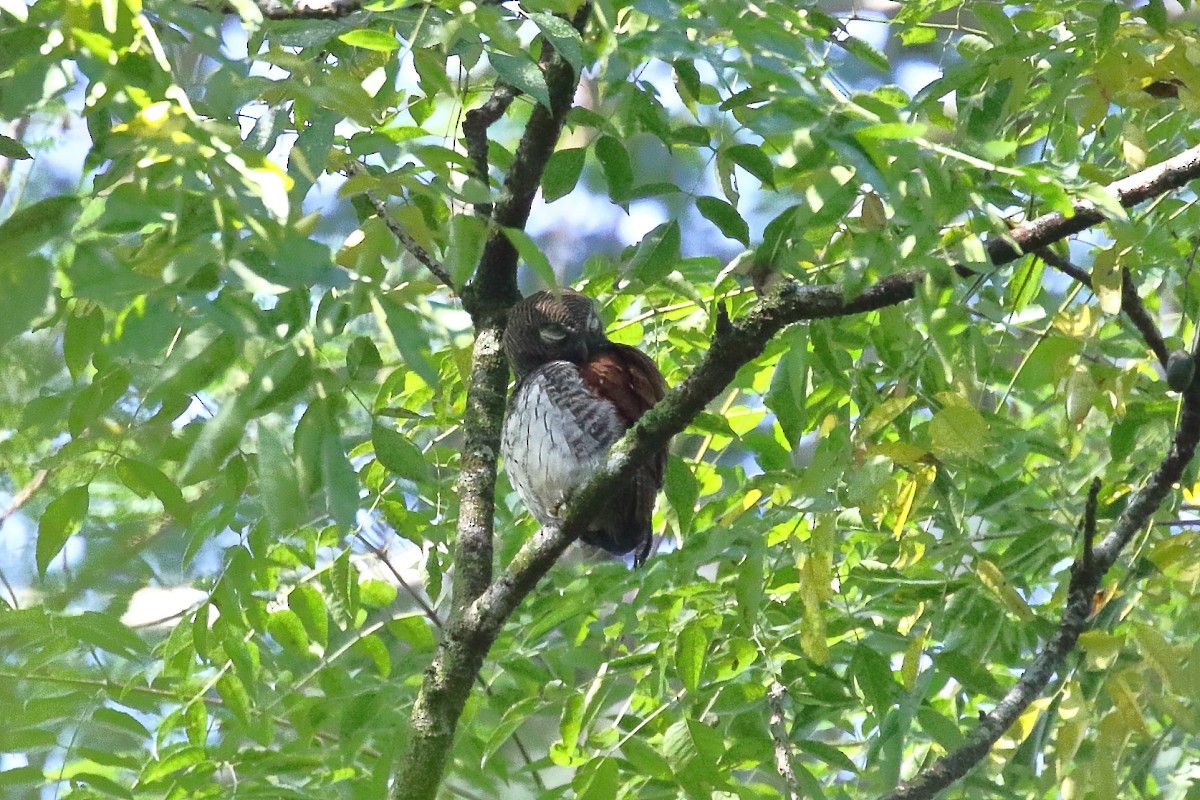 Chestnut-backed Owlet - Amit Gupta