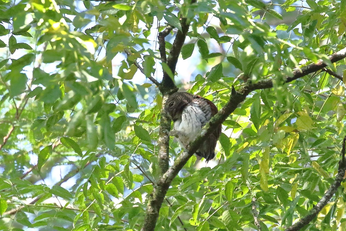 Chestnut-backed Owlet - ML527699311