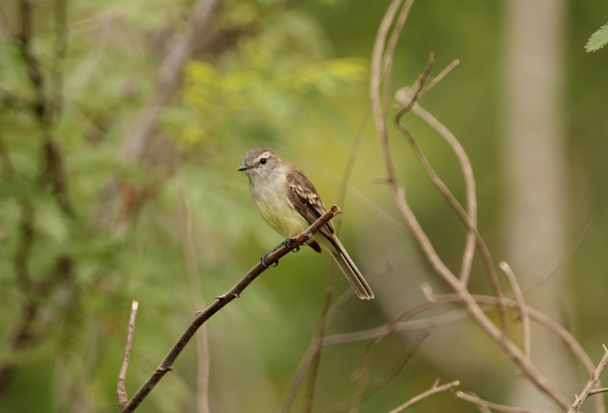 Southern Mouse-colored Tyrannulet - Paulo Fagundes