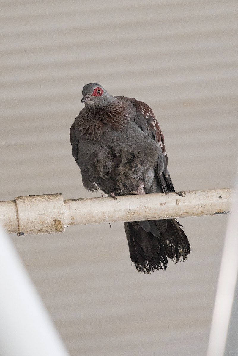 Speckled Pigeon - ML52770031