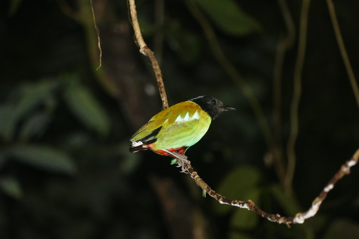 Western Hooded Pitta - Andy Tonge