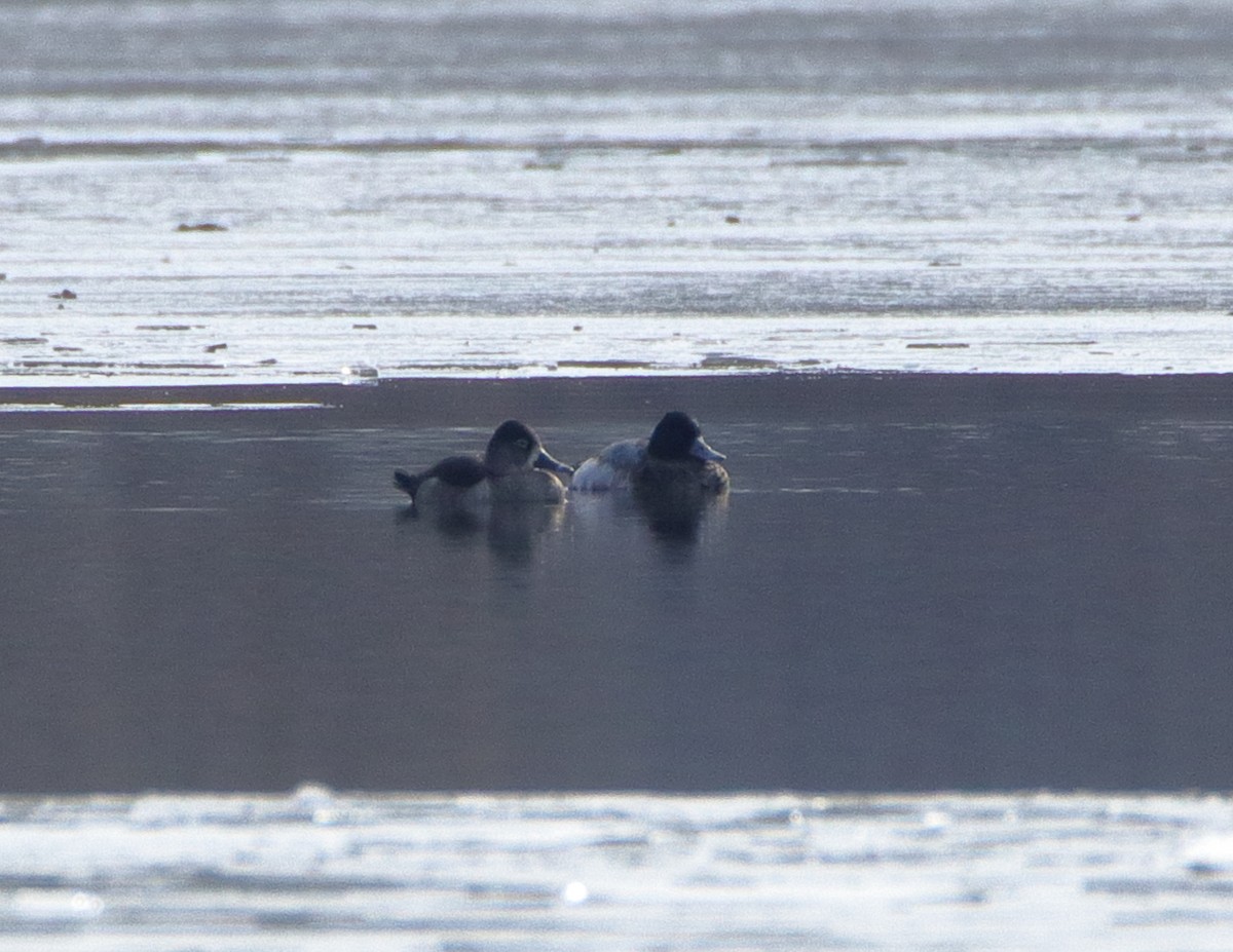 Lesser Scaup - ML527701141